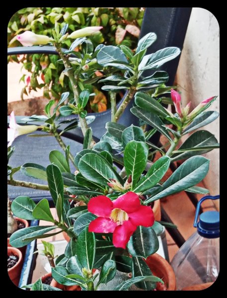 Adenium Red 1st 17 Jun 23.jpg