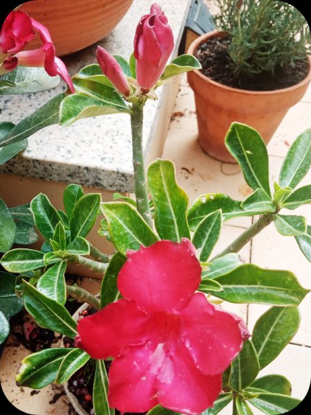 Adenium Red 6 Jun 24.jpg