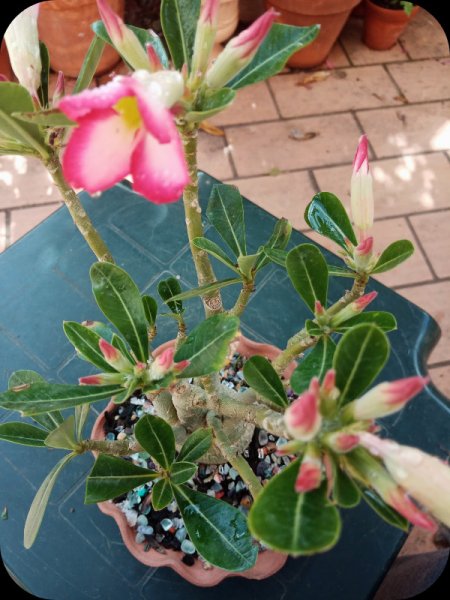 Adenium Red Yellow 7 Jun 24.jpg