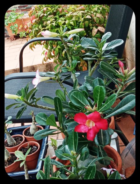 Adenium Red1 17 Jun 23.jpg