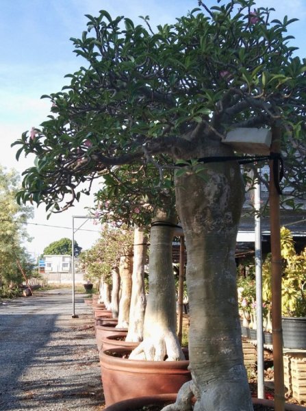 Adenium Trees.jpg