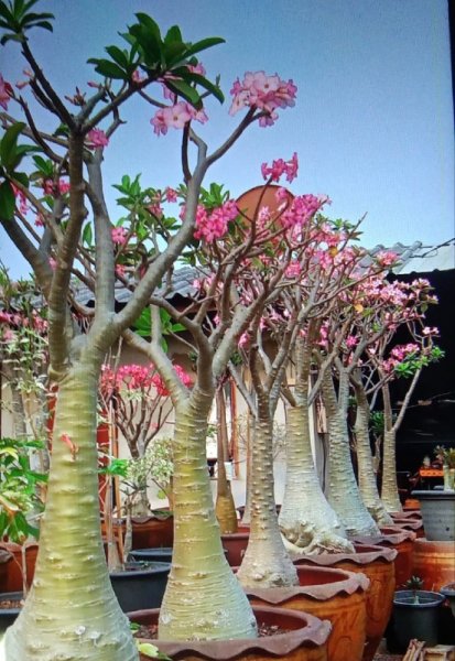 Adenium Trees1.jpg