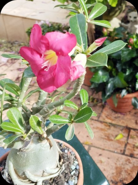 Adenium1 1 Dec 24.jpg