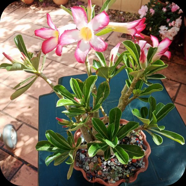 Adenium1st 2 30 Aug 24.jpg