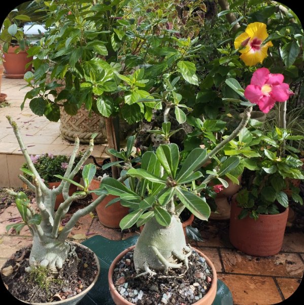 Adenium2 1 Dec 24.jpg