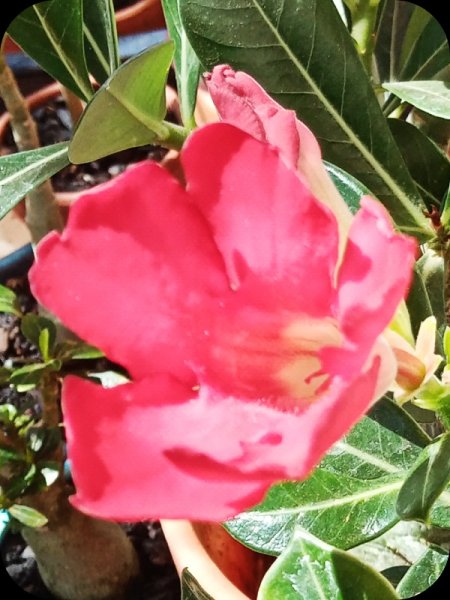 Adenium2 5 Jul 23.jpg