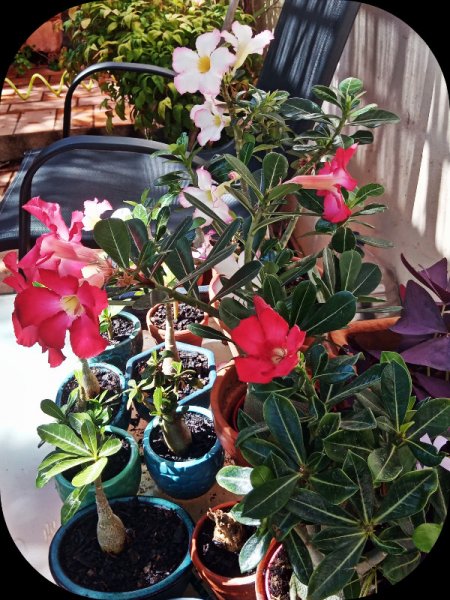 Adenium5 6 Jul 23.jpg