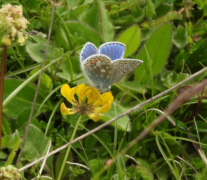 Adonis Blue (1).JPG