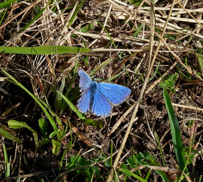 Adonis Blue 1.JPG