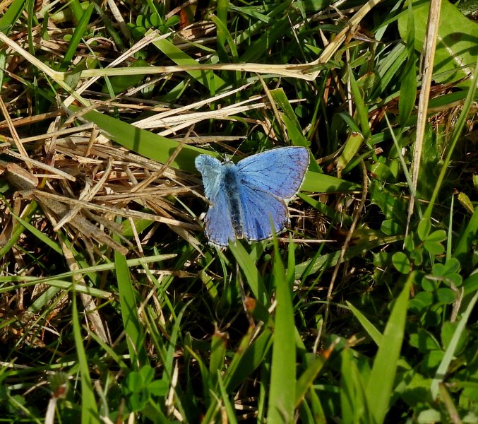 Adonis Blue 2.JPG