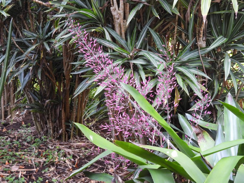 Aechmea spectabilis.JPG