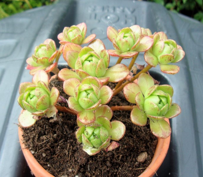 Aeonium arnoldii.JPG