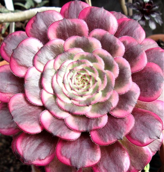 Aeonium Black King Kong (2).JPG