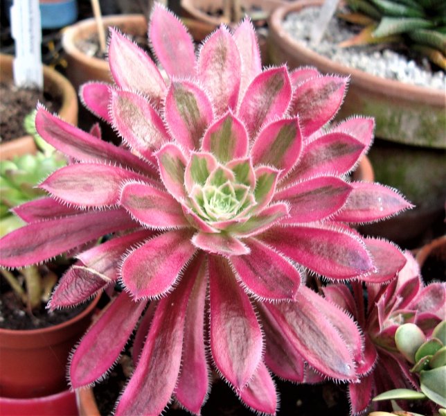 Aeonium Firecracker (2).JPG