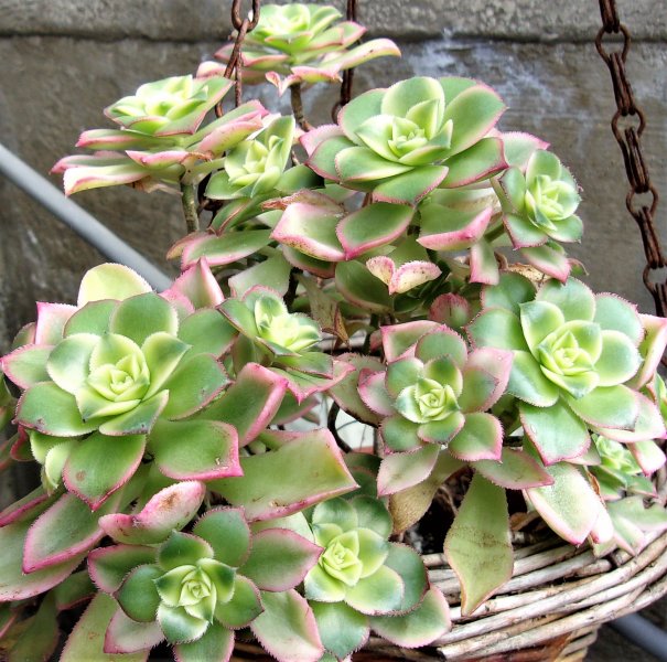 Aeonium Kiwi (3).JPG