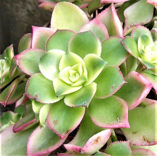 Aeonium Kiwi.JPG