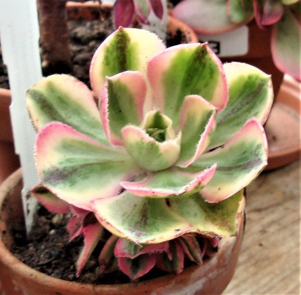 Aeonium marnier lapostelle.JPG