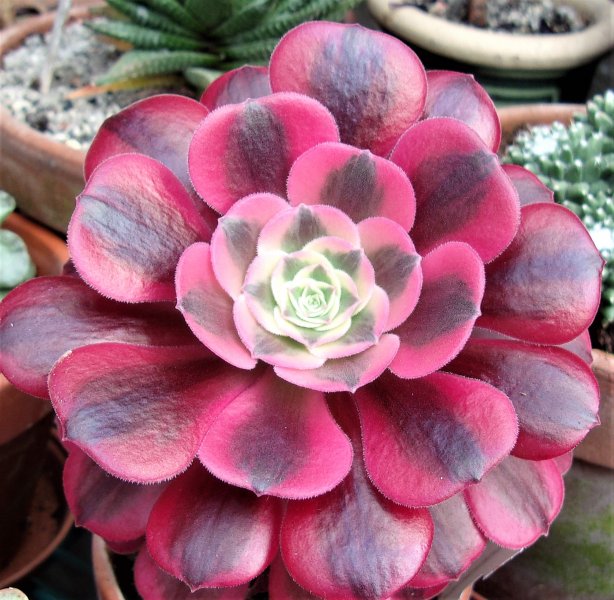 Aeonium Medusa (2).JPG