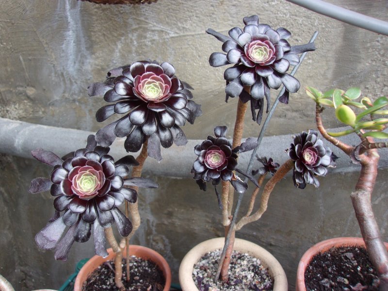 Aeonium Schwartzkopf.JPG