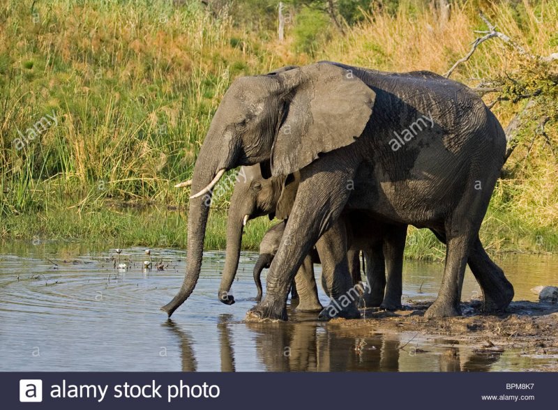 african-elephant-family-mother-and-calves-drinking-from-pond-in-linyanti-BPM8K7.jpg