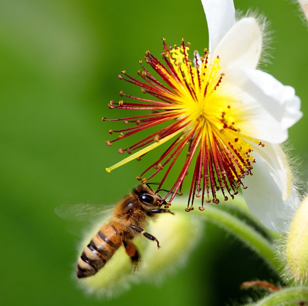 African-Hemp-plus-Bee.jpg