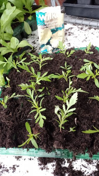 African Marigolds after pricking out 16th May 2023.jpg