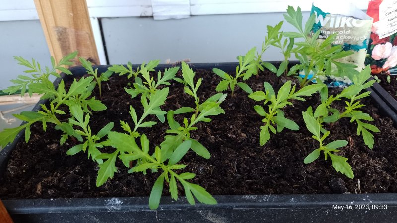 African Marigolds before pricking out 16th May 2023.jpg