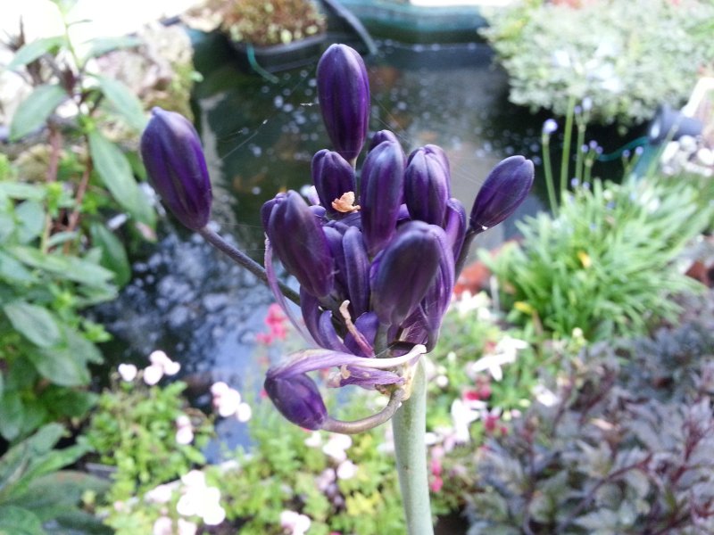 Agapanthus---Black-Panther.jpg