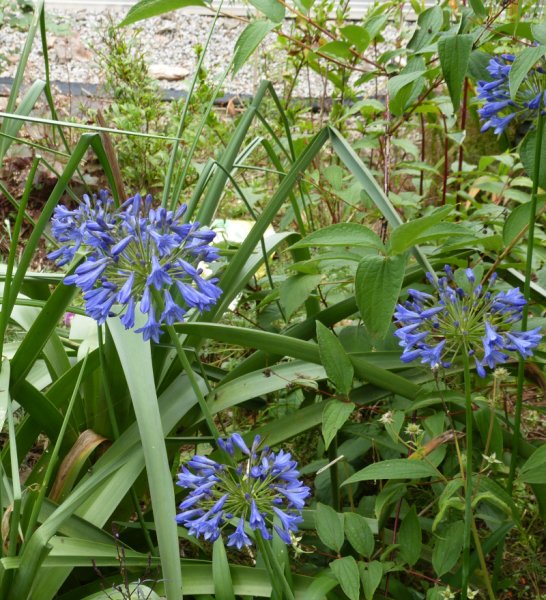 Agapanthus campanulatus.JPG