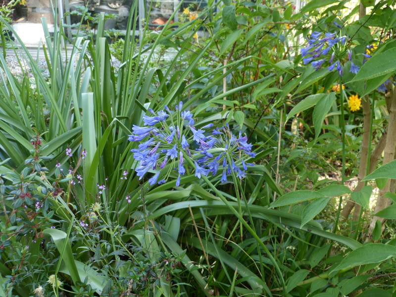 Agapanthus campanulatus.JPG