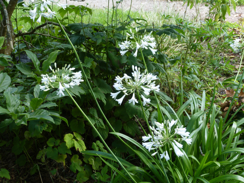 Agapanthus praecox orientalis albiflorus 1.JPG