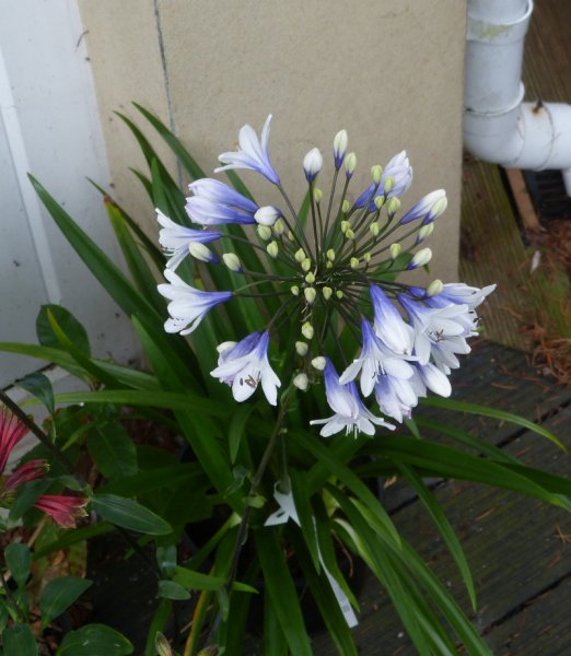 Agapanthus Twister.JPG