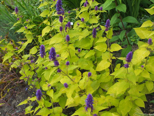 agastache golden jubiliee.jpg