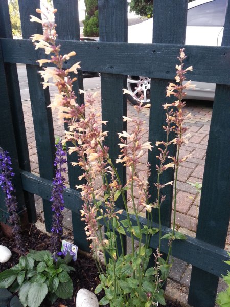 Agastache---Summer-Glow.jpg