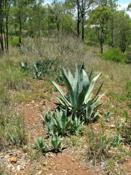 Agave americana  01 - small.jpg