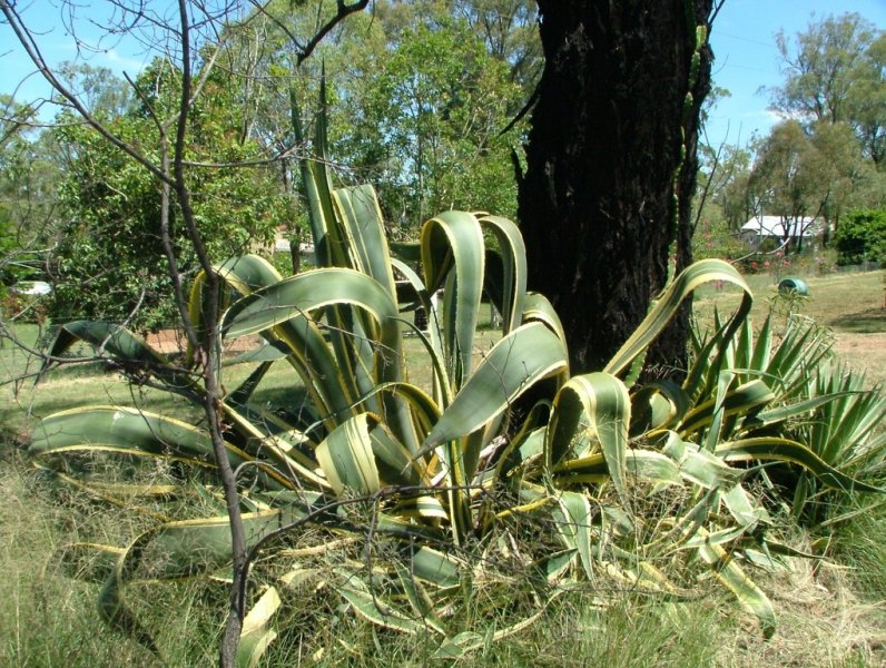 Agave americana variegata  01 - small.jpg