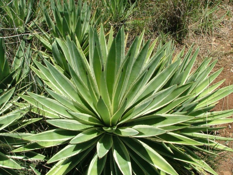 Agave angustifolia marginata  02  - small.jpg