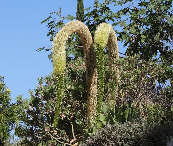 Agave attenuata.JPG