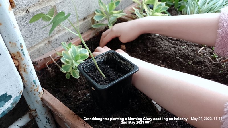 Ainara planting a Morning Glory seedling 2nd May 2023 001.jpg