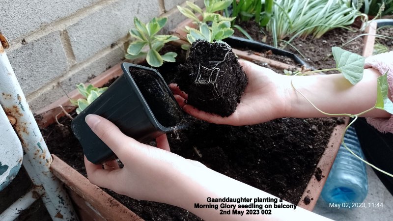 Ainara planting a Morning Glory seedling 2nd May 2023 002.jpg