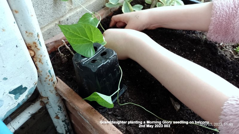 Ainara planting a Morning Glory seedling 2nd May 2023 003.jpg