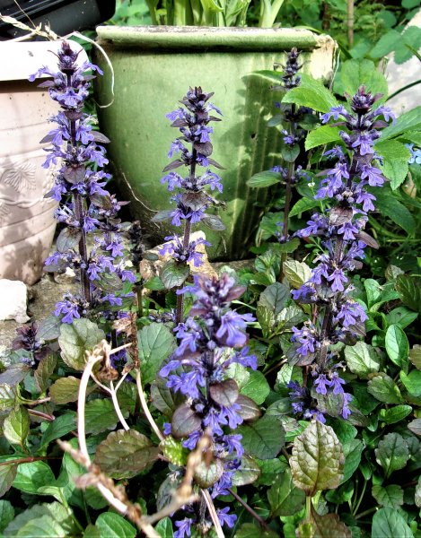 Ajuga.JPG