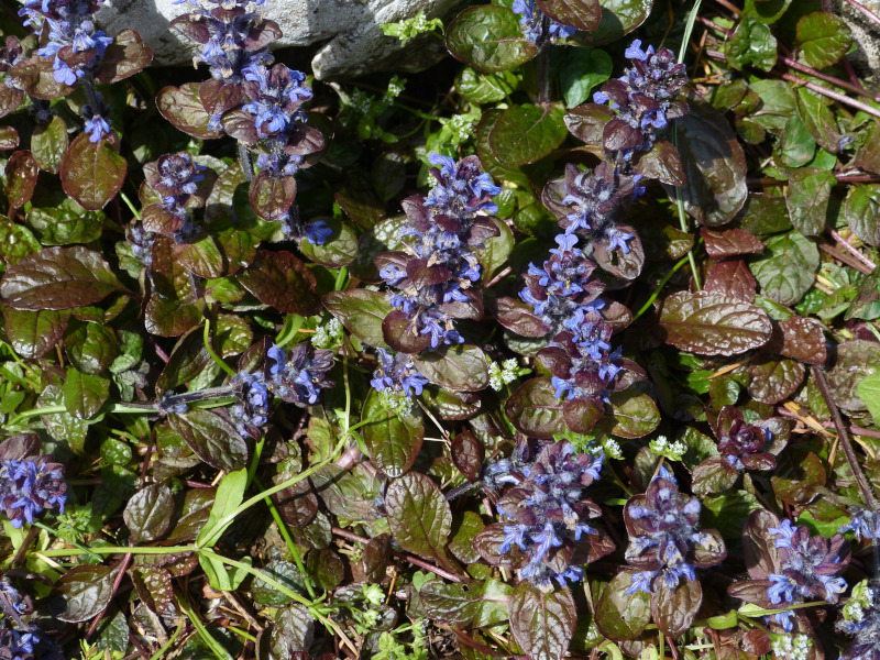 Ajuga reptans.JPG