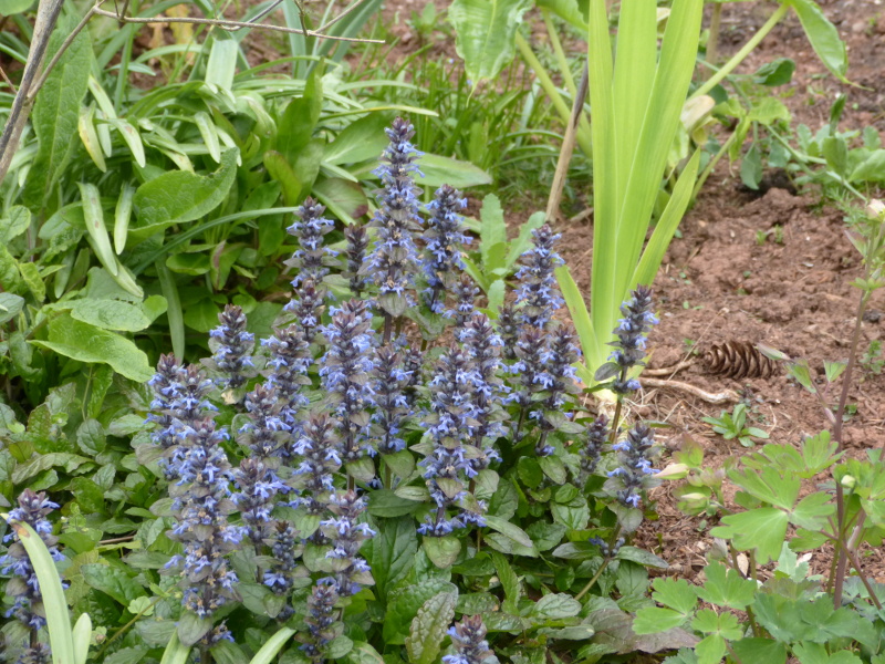 Ajuga reptans.JPG