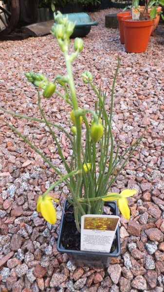 Albuca-Shawii.jpg