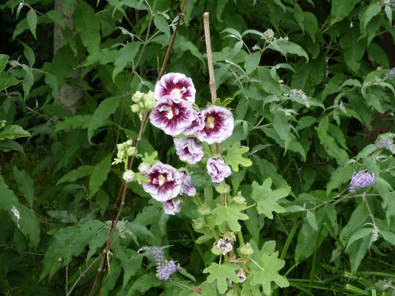 Alcea rosea creme de cassis.jpg