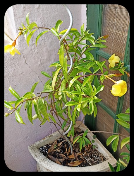 Allamanda 23 Oct 22.jpg