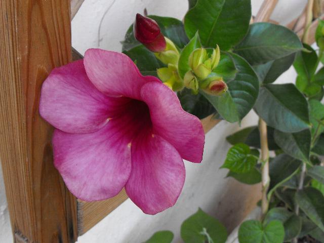 Allamanda Purple.jpg