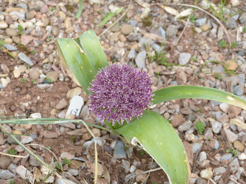 Allium akaka.JPG