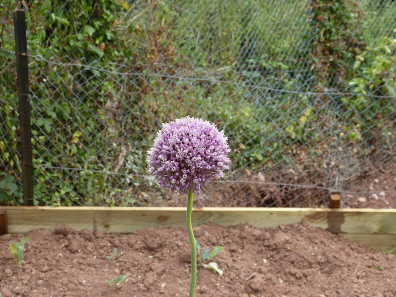 Allium ampeloprasum.JPG